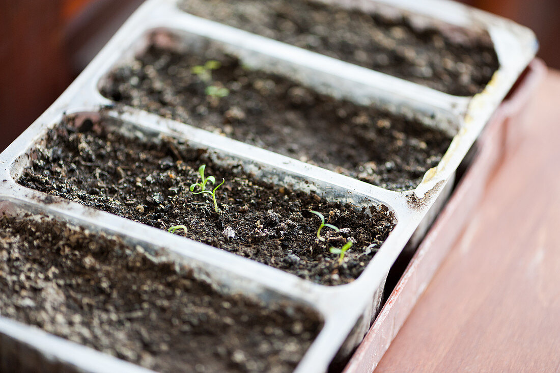 Chili peppers seedlings in a greenhouse