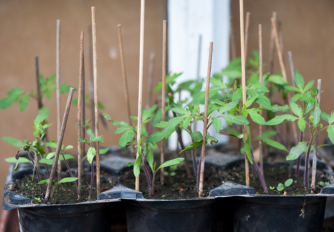 Tomatoes seedlings in the greenhouse