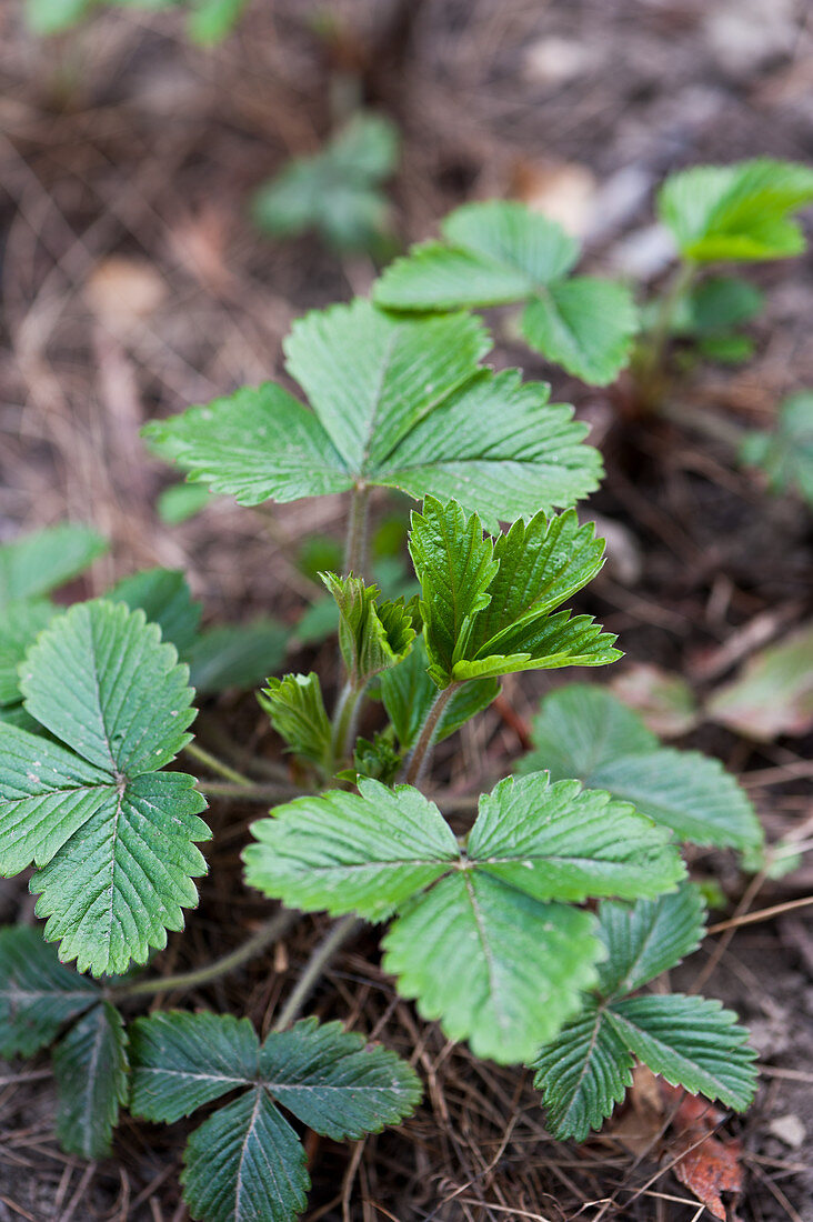 Wild strawberries in the greenhouse