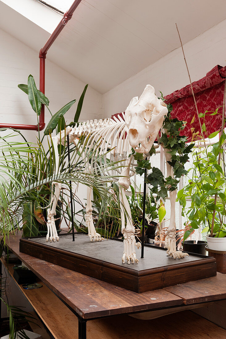 Mounted animal skeleton decorating table in white interior