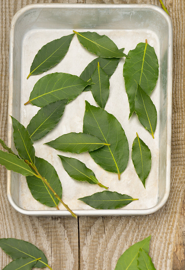 Bay leaves being dried in a tin