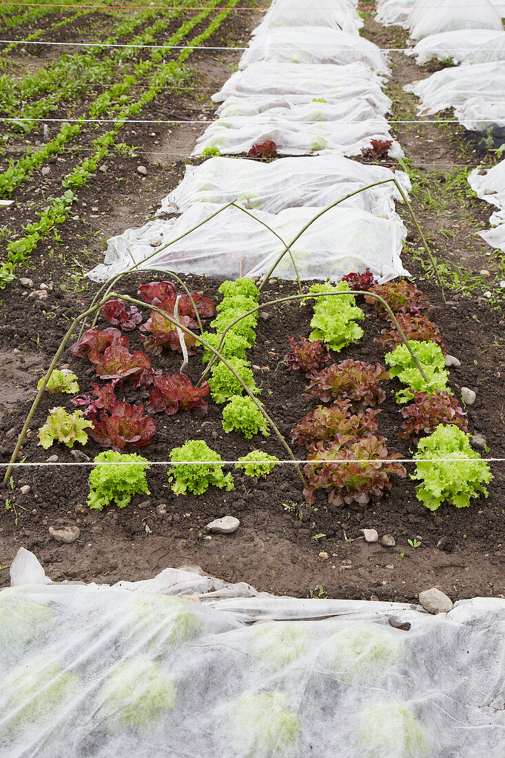 Bed of lettuces
