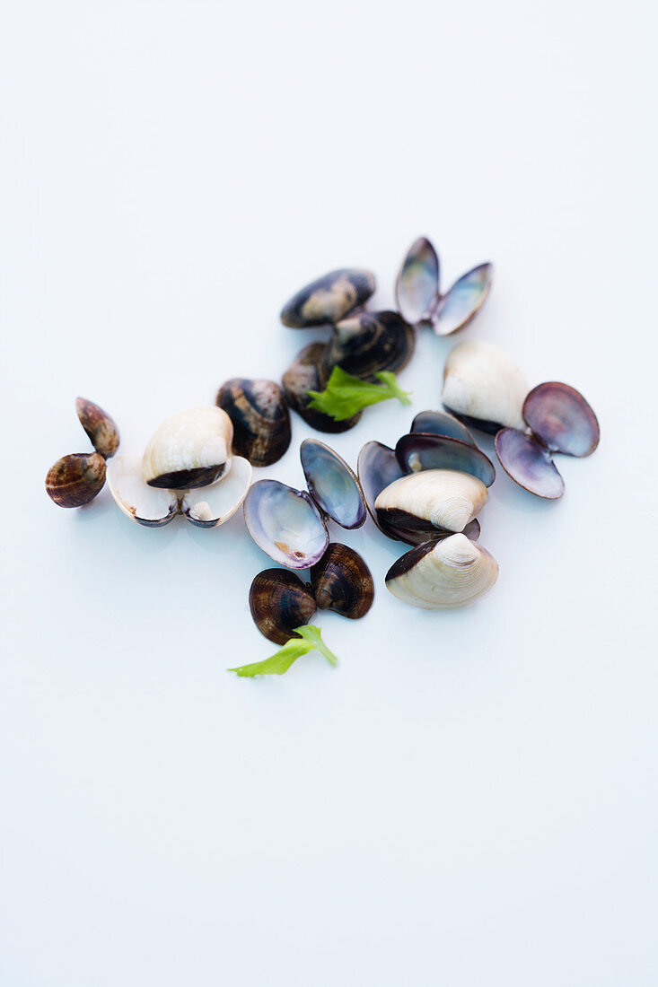 Mussel shells on a white surface