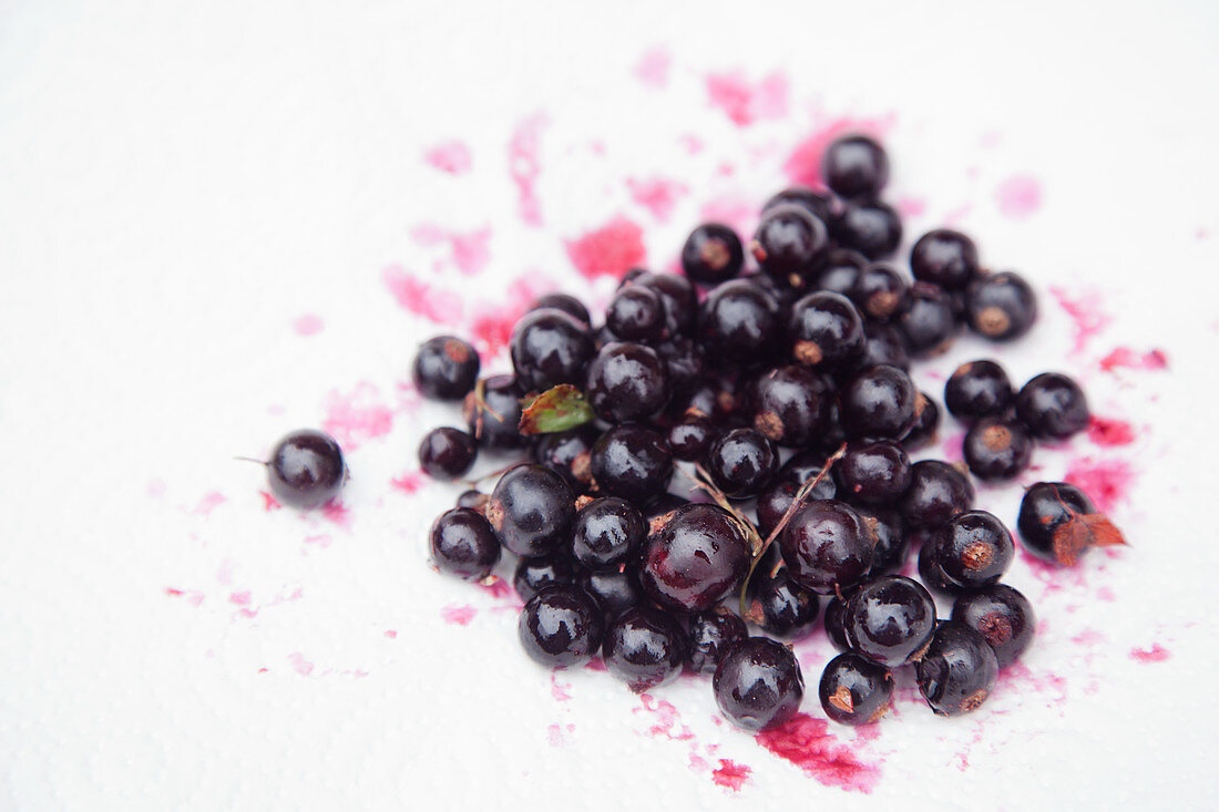 Schwarze Johannisbeeren auf Küchenpapier