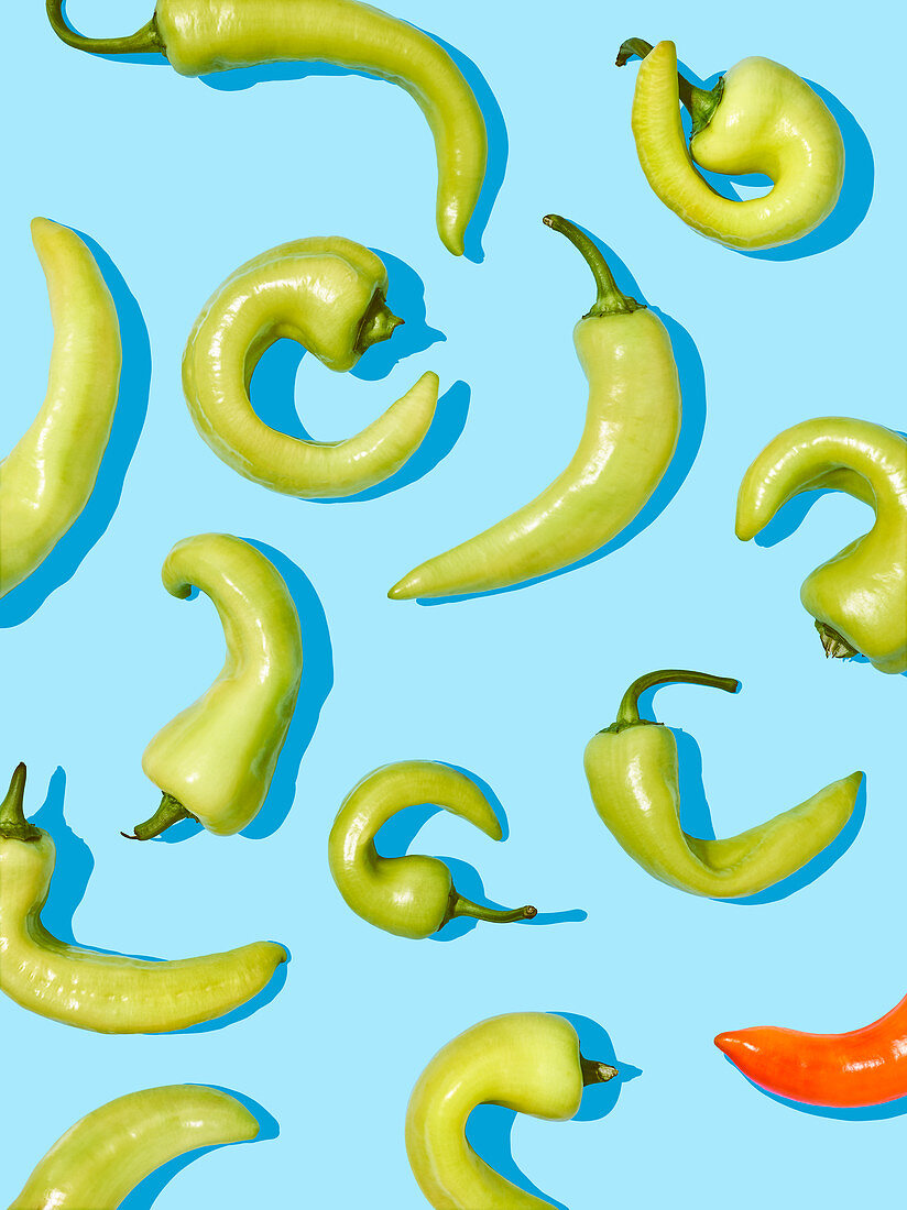 Bullhorn chilli peppers on a light blue surface