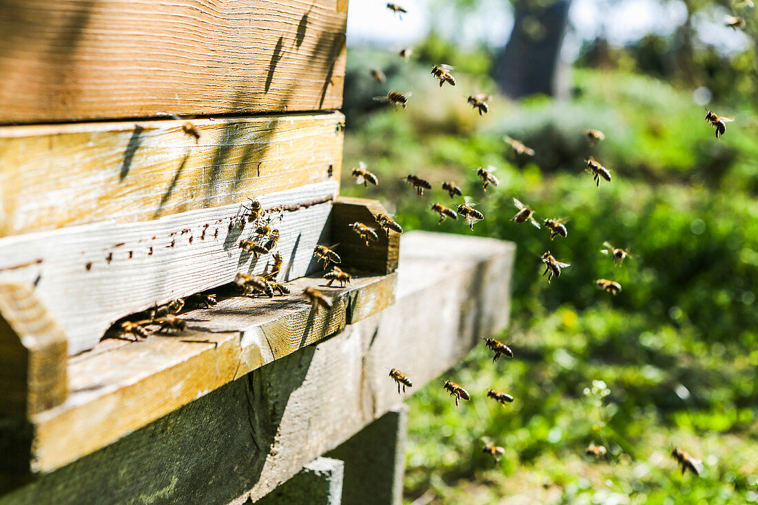 Bees in front of a beehive