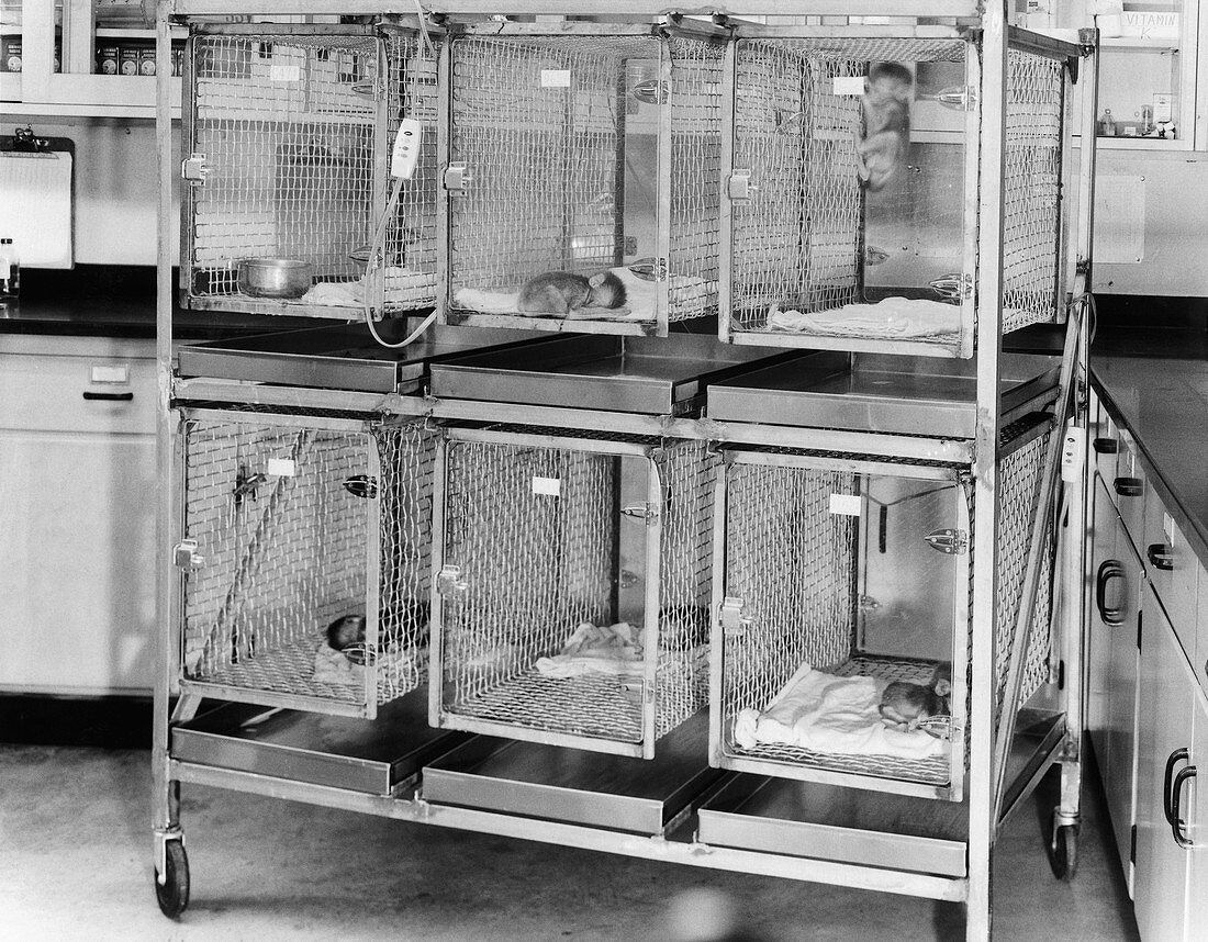 Nursery Cages in Primate Research