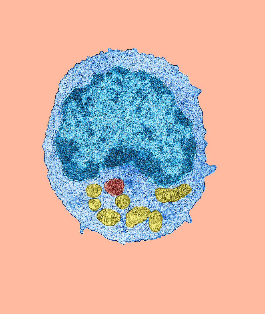 Lymphocyte, TEM