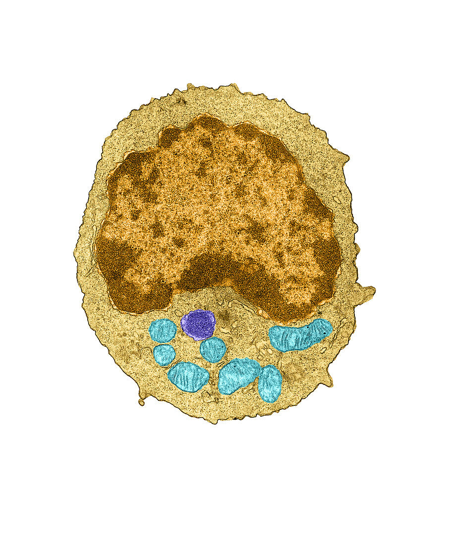 Lymphocyte, TEM