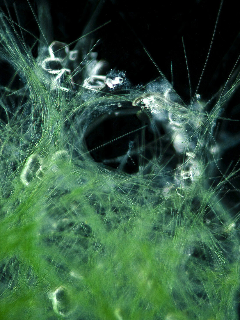 Filamentous algae, LM
