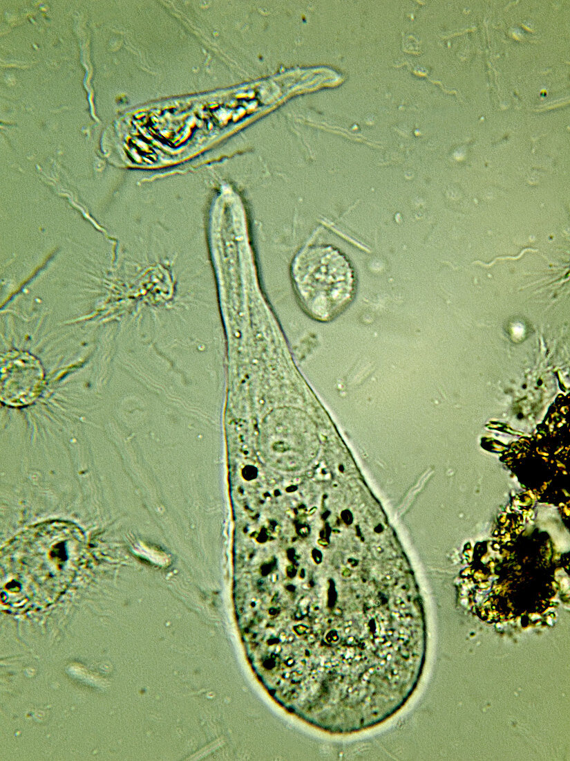 Protozoa (Oxymonas sp.), LM