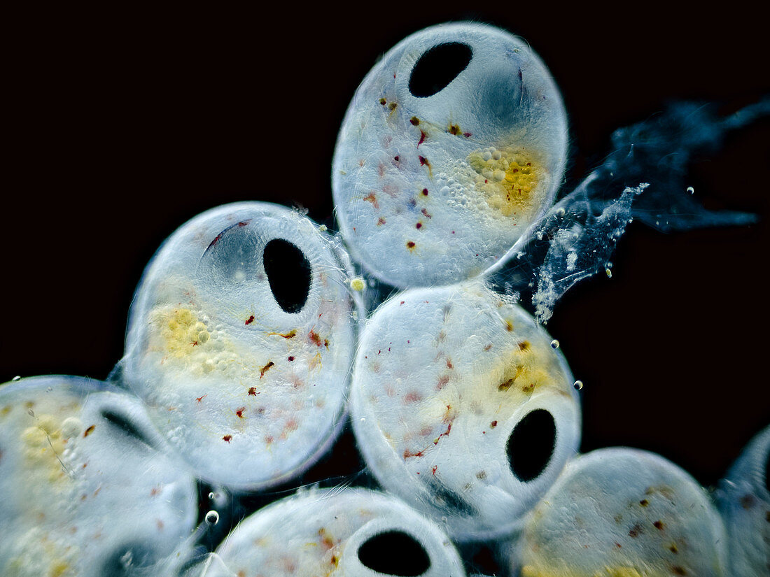 Shrimp eggs (Crangon sp.), LM