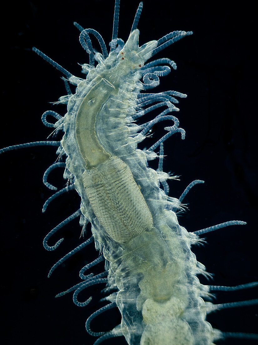 Bristle worm (Syllis sp.), LM