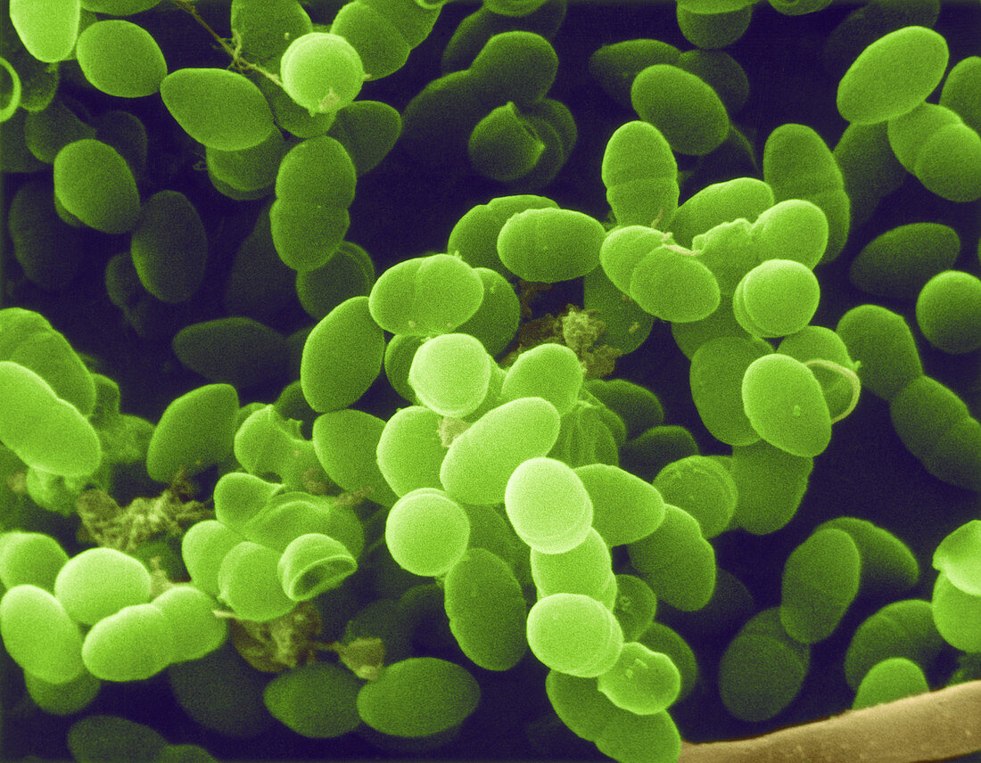 Enterococcus, SEM