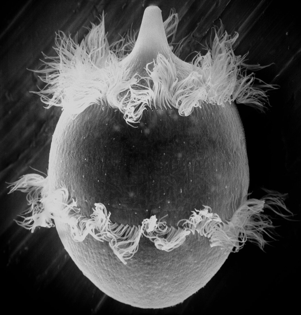 Didinium Nasutum, SEM