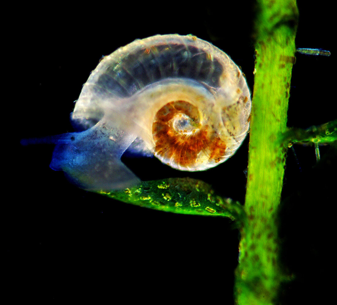Snail, Polarized LM