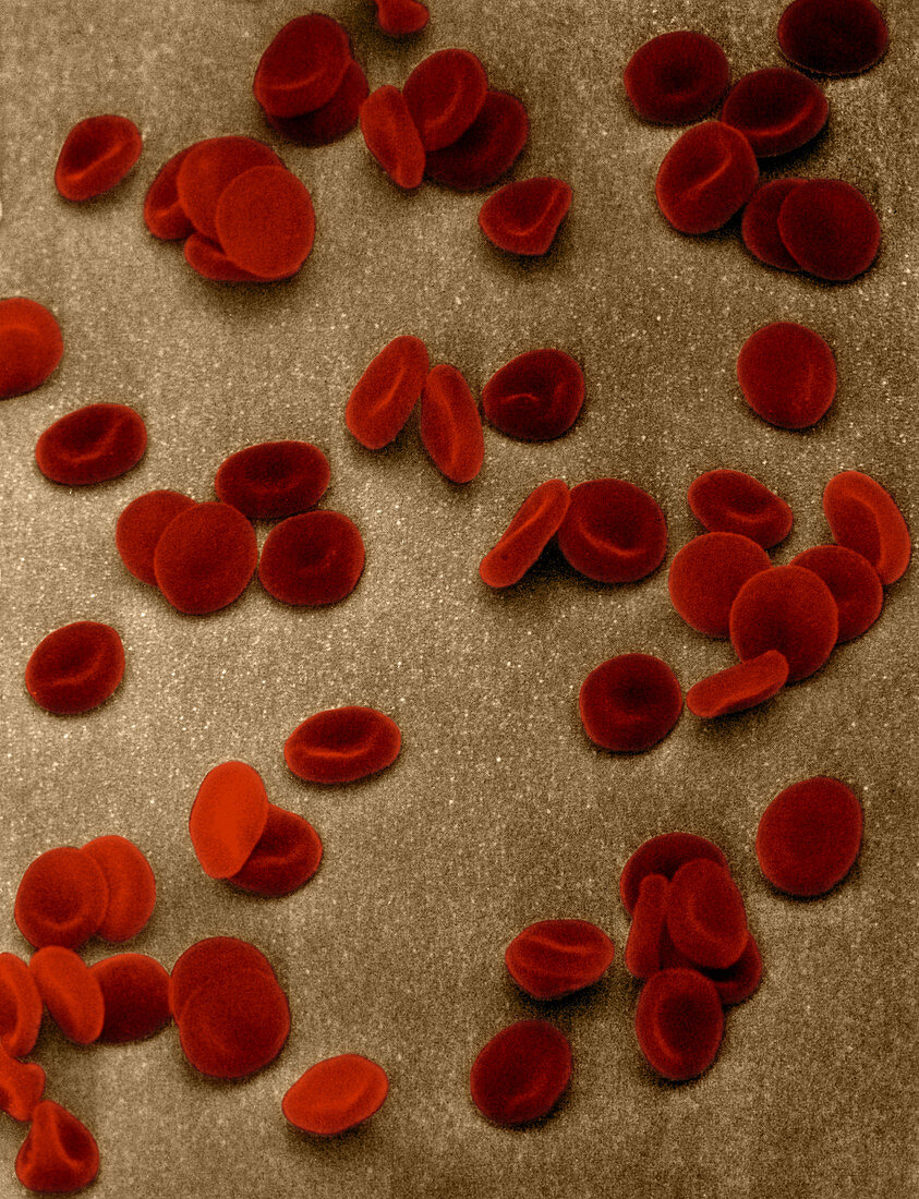 Red Blood Cells, SEM