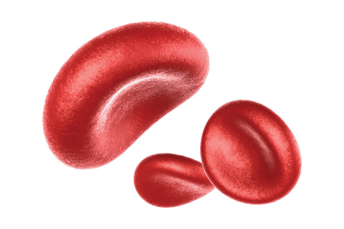 Red Blood Cells, Illustration