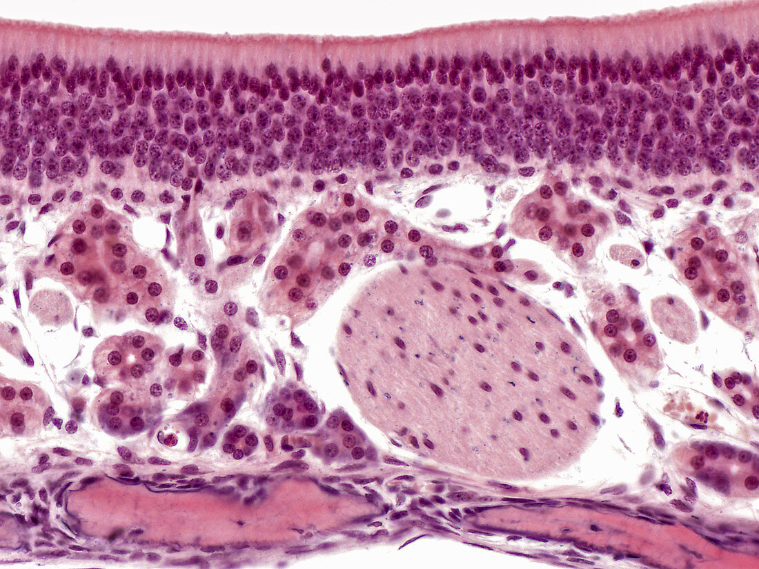 Olfactory Mucosa, LM