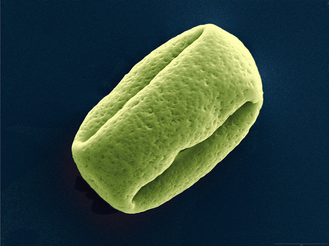 Schefflera actinophylla pollen, SEM