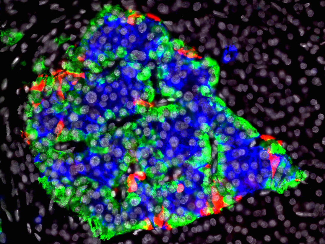 Pancreatic Islet with Fluorescent Stains, LM