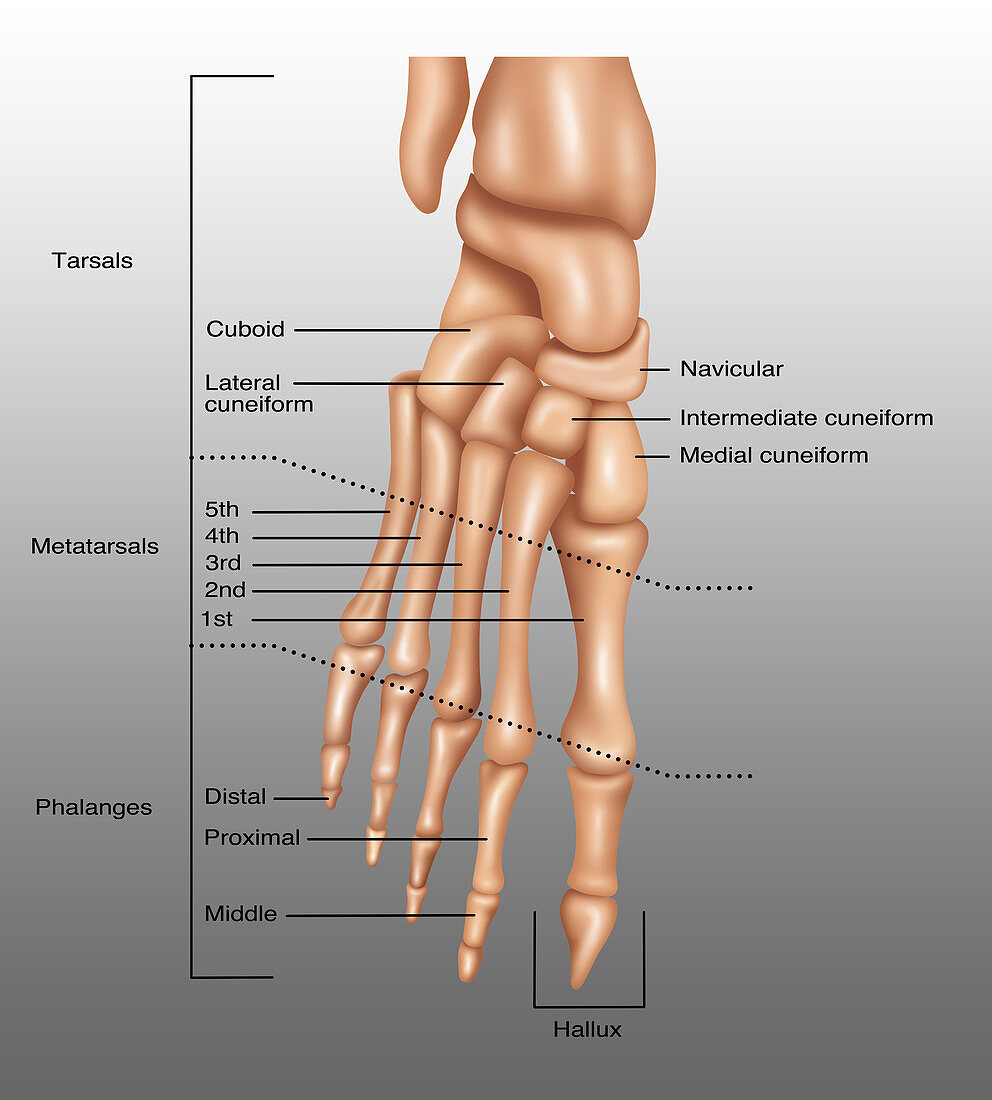 Foot Bones, Illustration