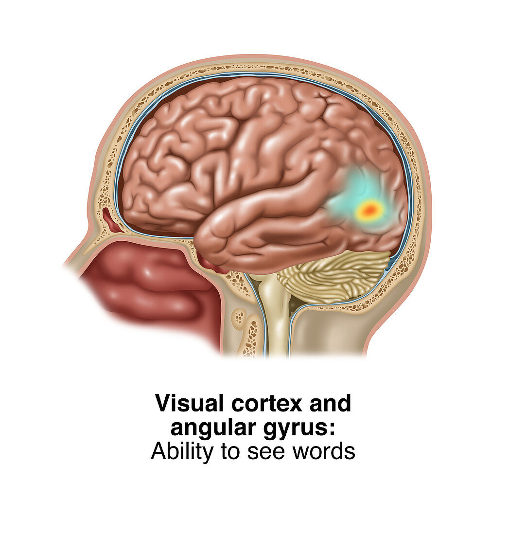 Visual Cortex and Angular Gyrus, Illustration
