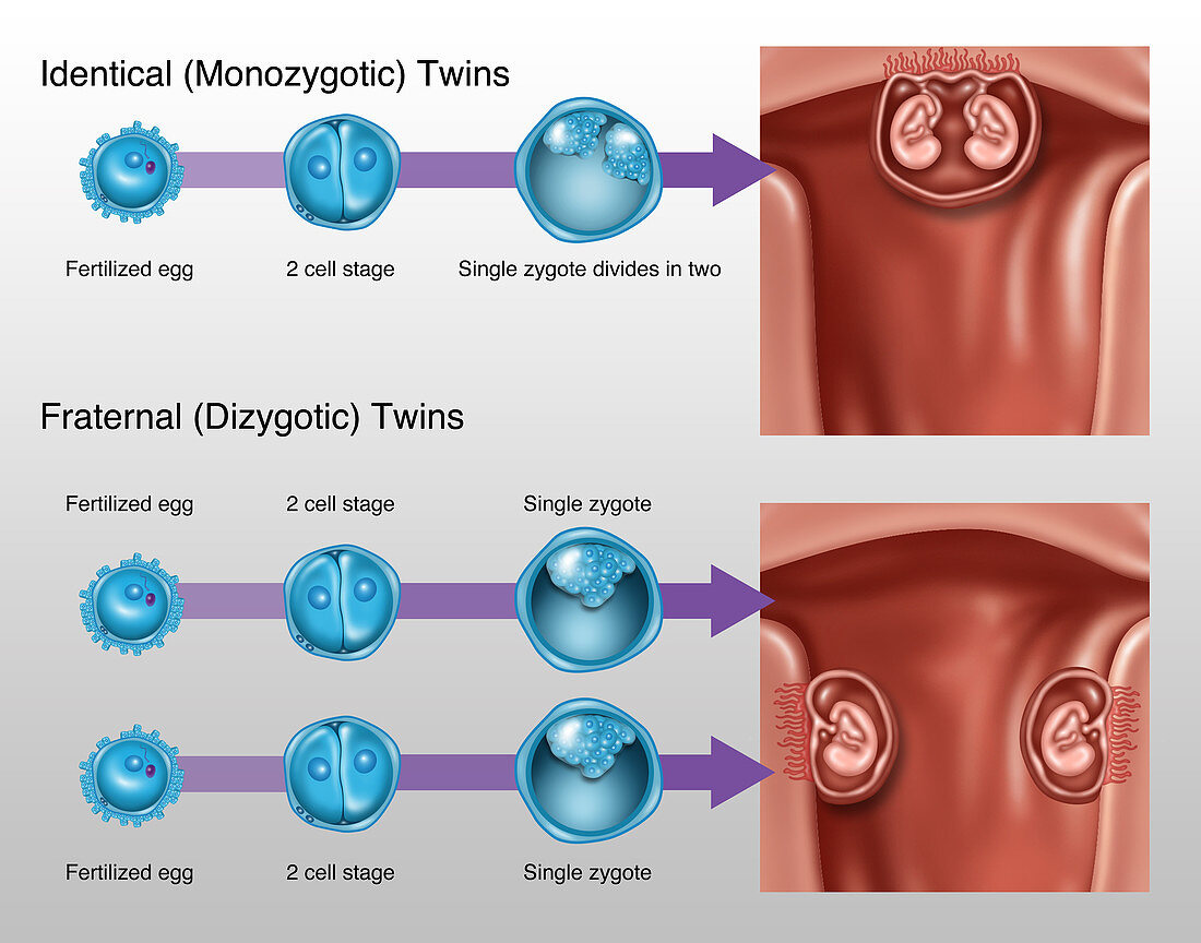Development of Twins, Illustration