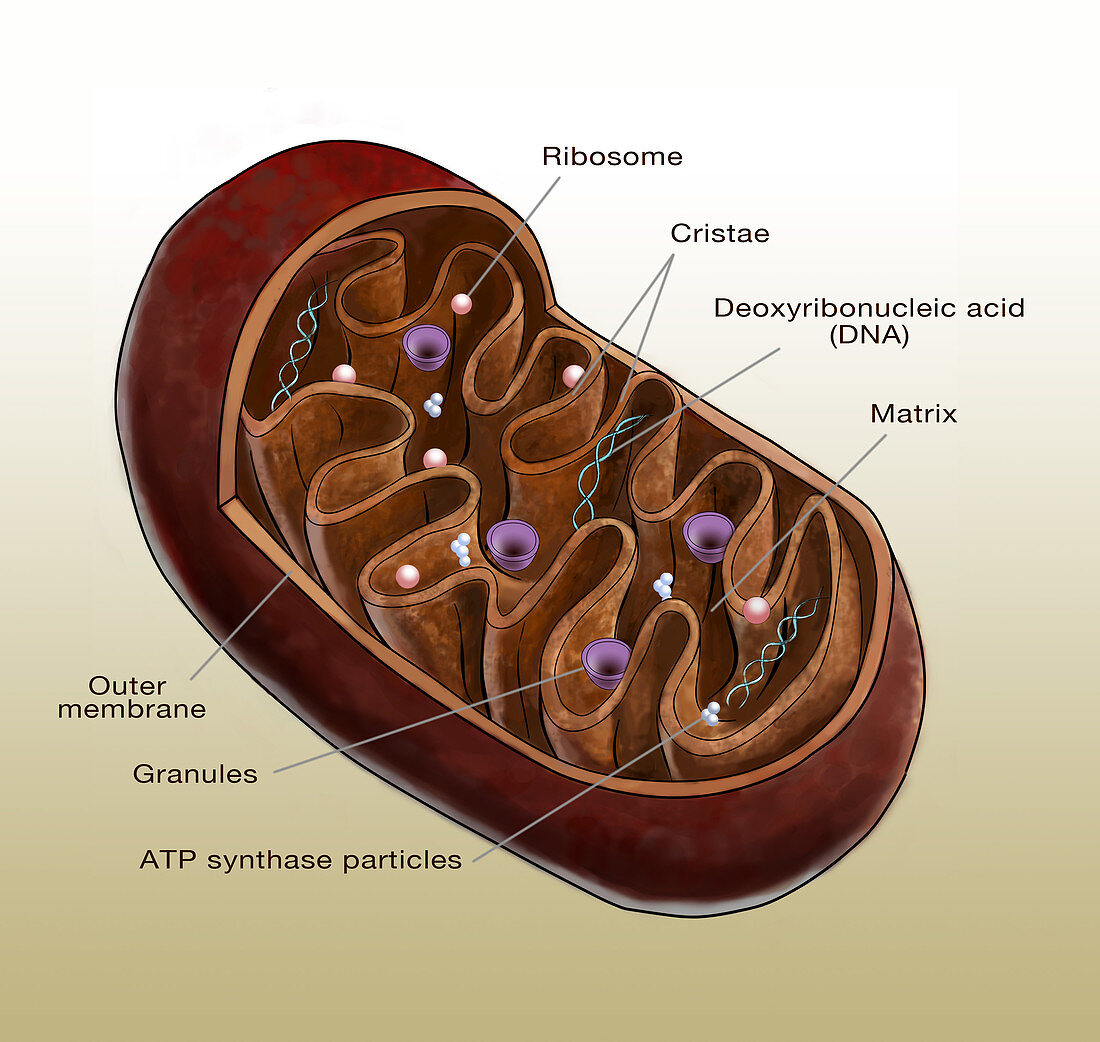 Mitochondrion, Illustration