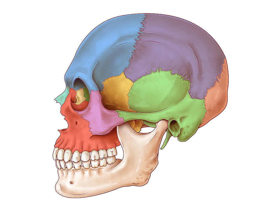 Lateral Skull, Illustration