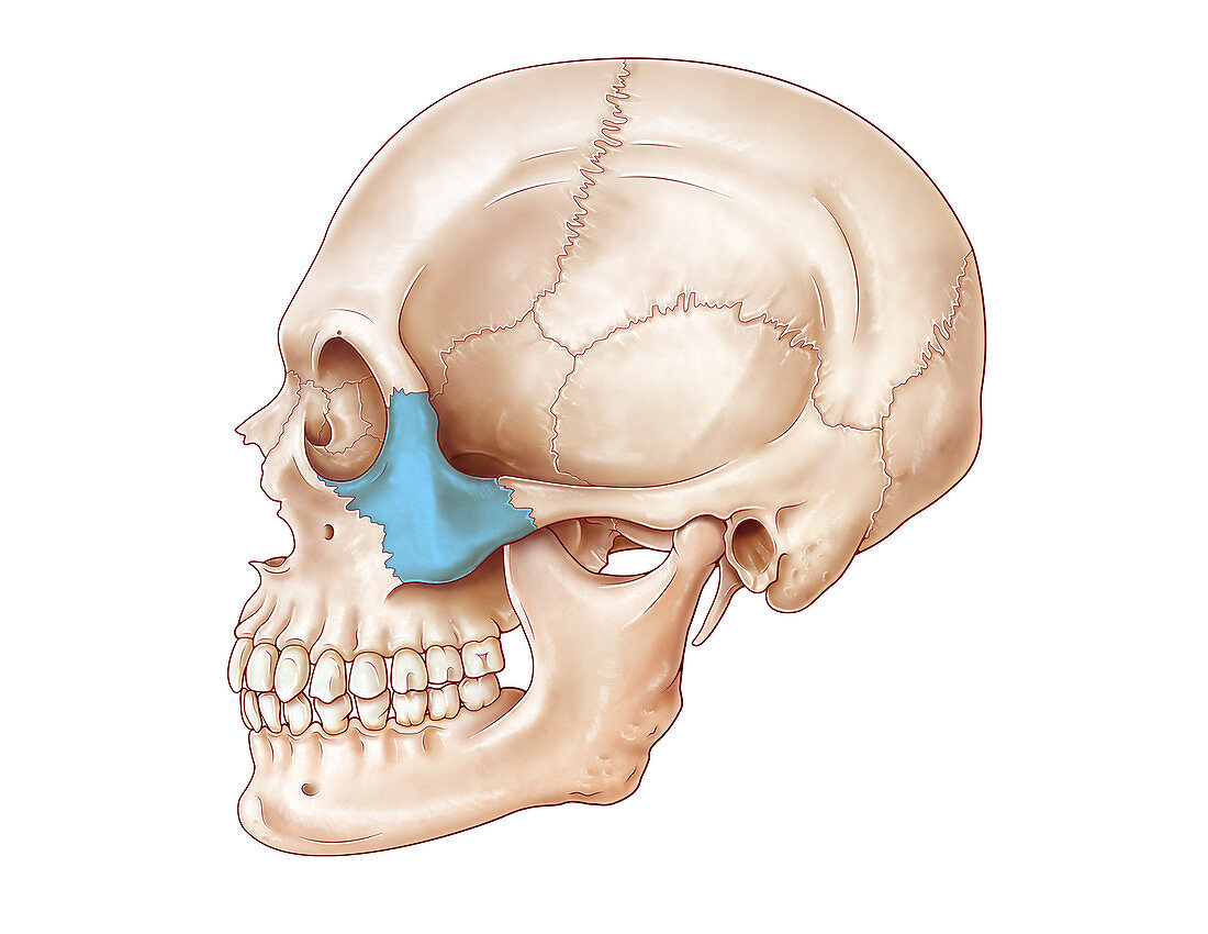 Human Skull, Zygomatic Bone