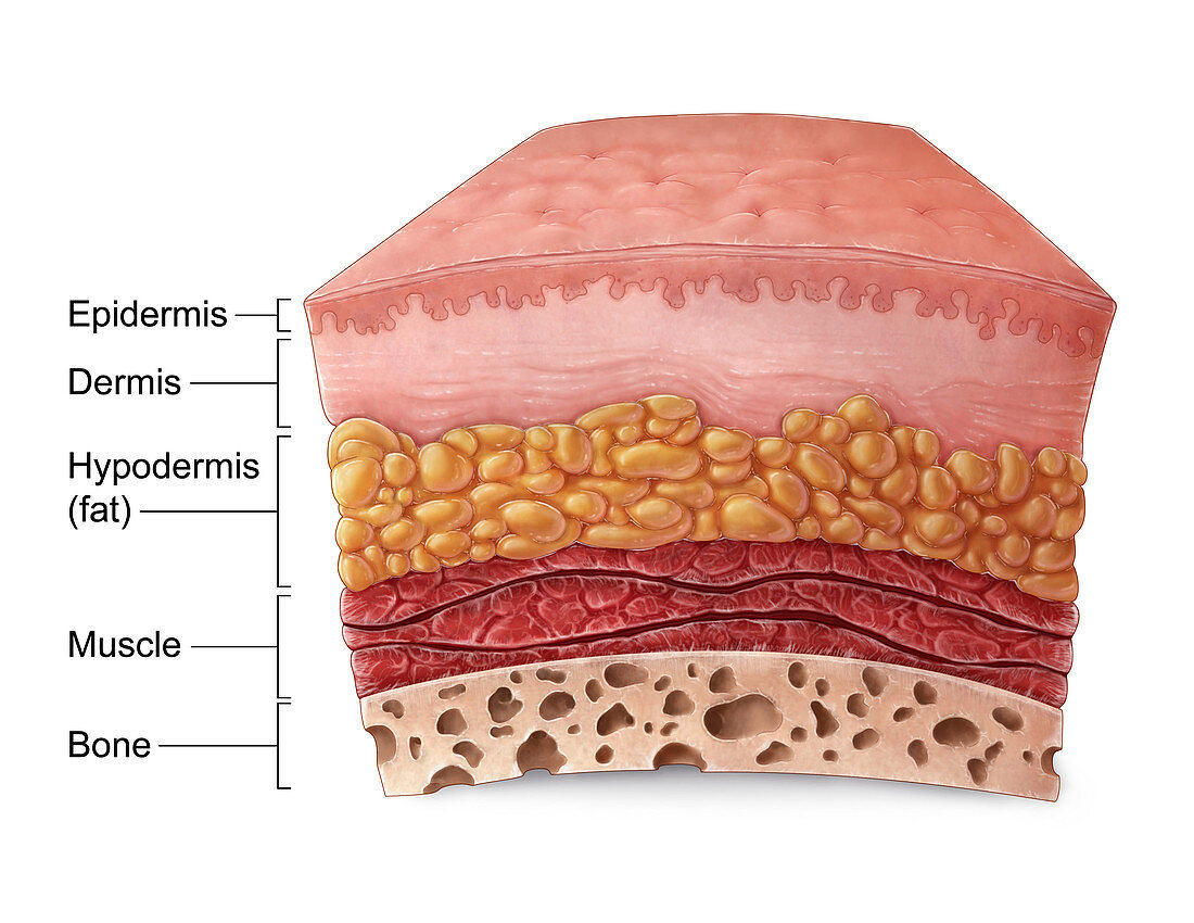 Skin Anatomy, Illustration