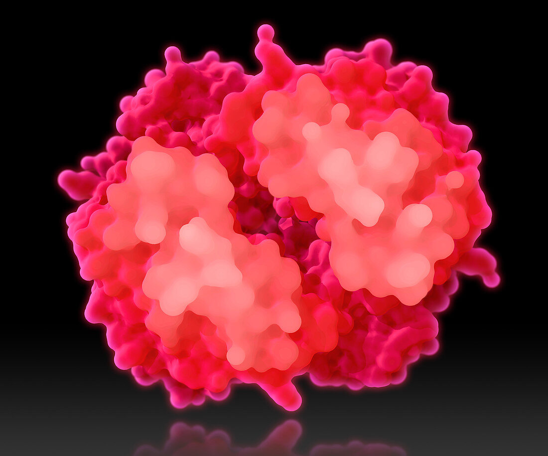 Haemoglobin, Molecular Model