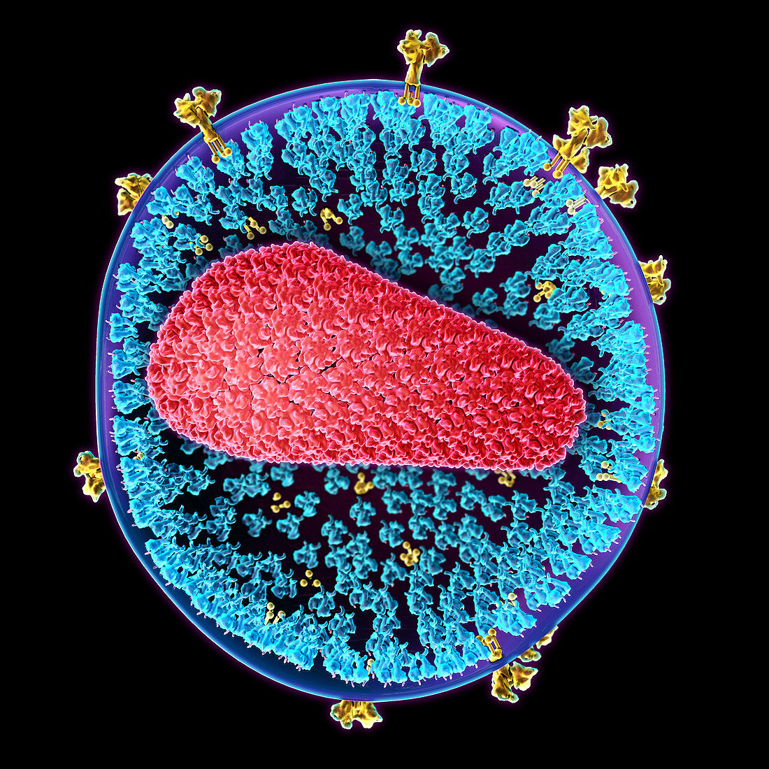 HIV, Molecular Model