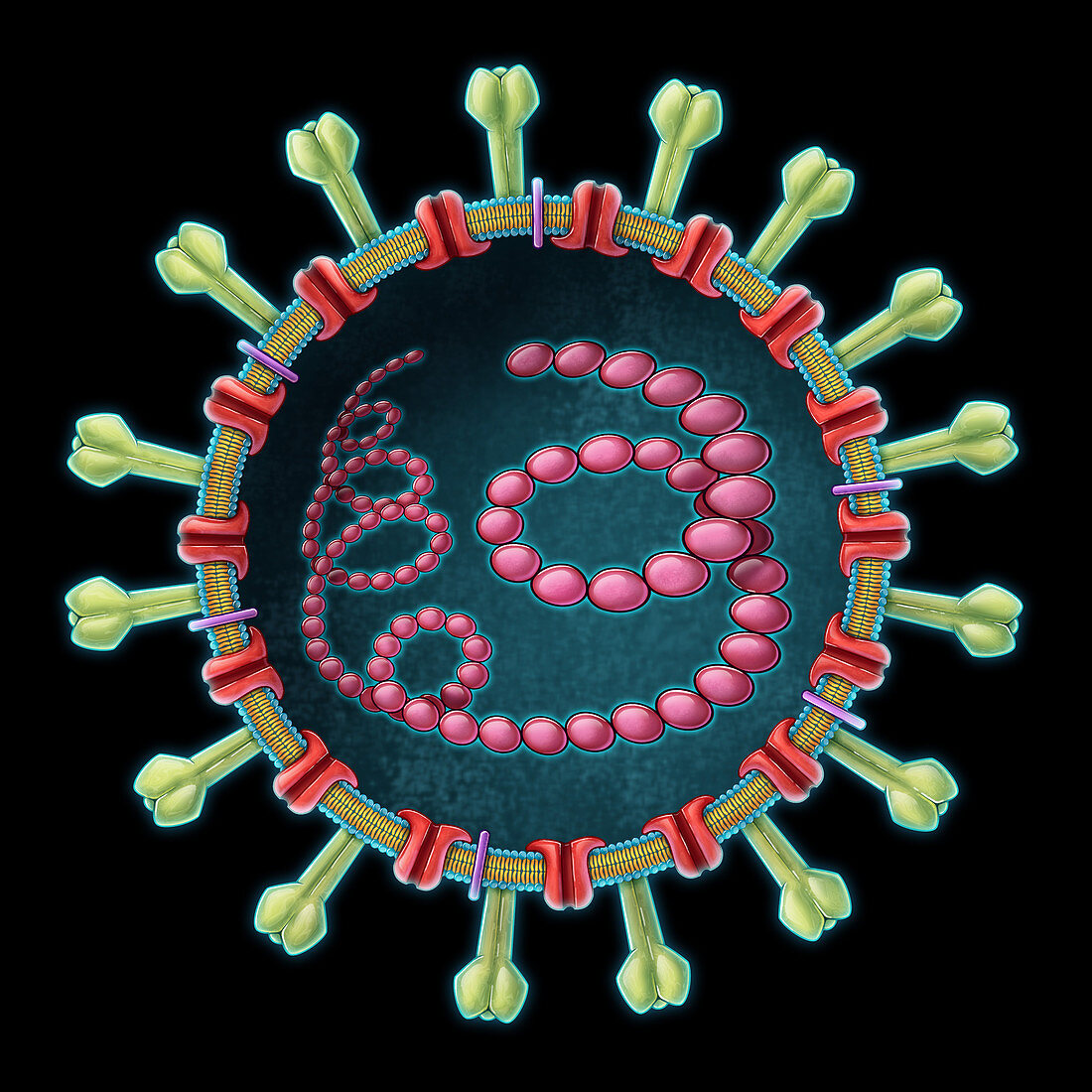 MERS Coronavirus, Illustration