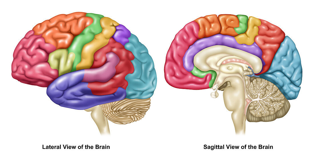 Brain, Lateral and Sagittal Views