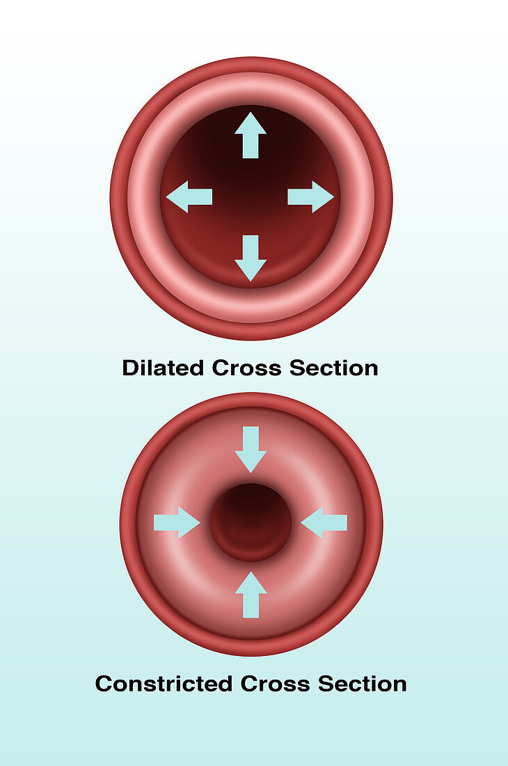 Blood Vessel Constriction and Dilation