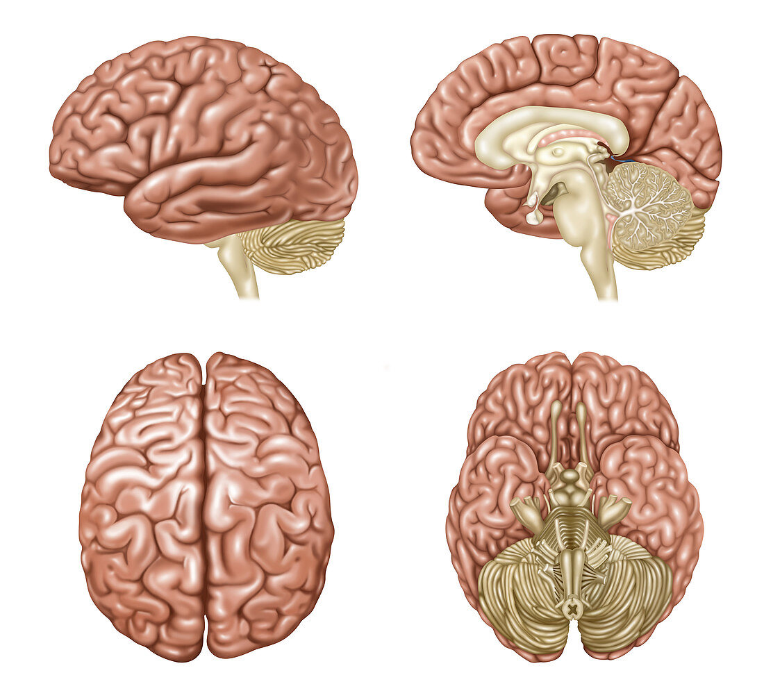 Brain Anatomy, Illustration