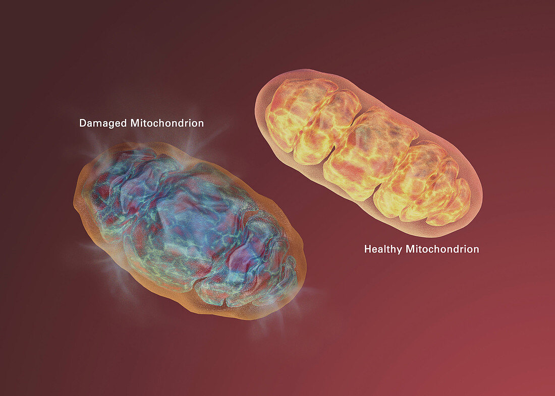 Alzheimer's Disease, Mitochondrial Dysfunction