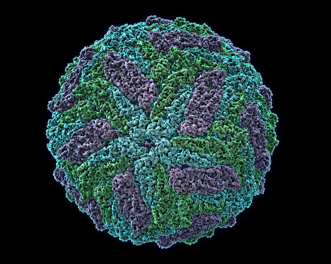 Zika virus (Flavivirus), Molecular Model
