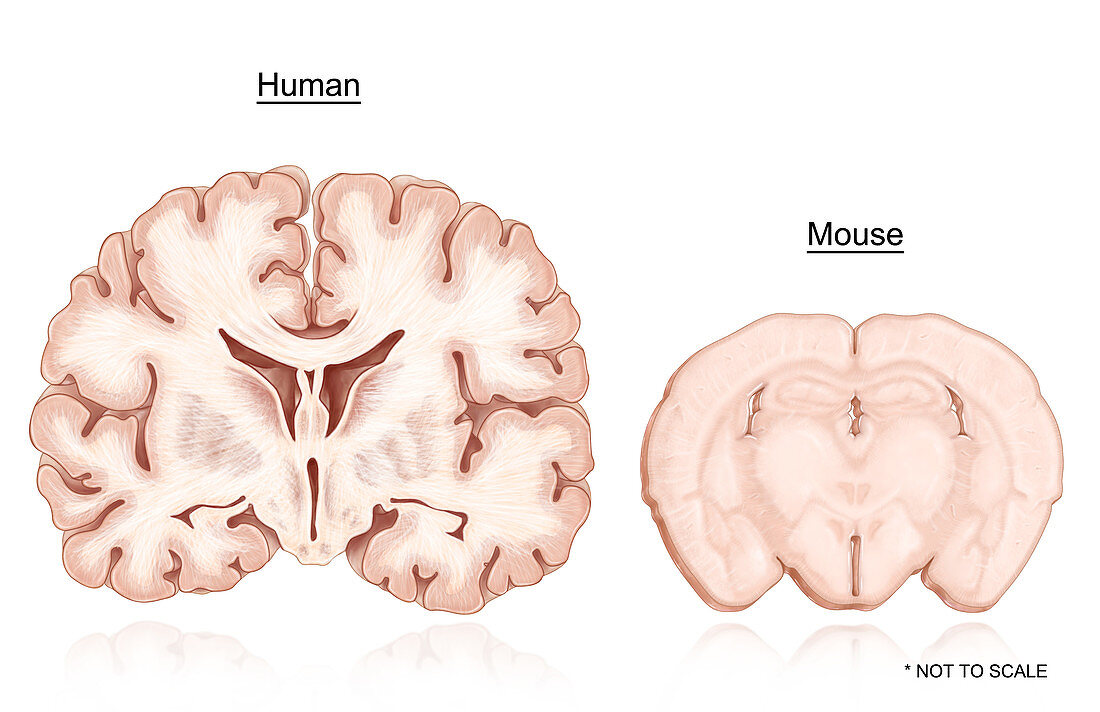 Human and Mouse Brain Comparison