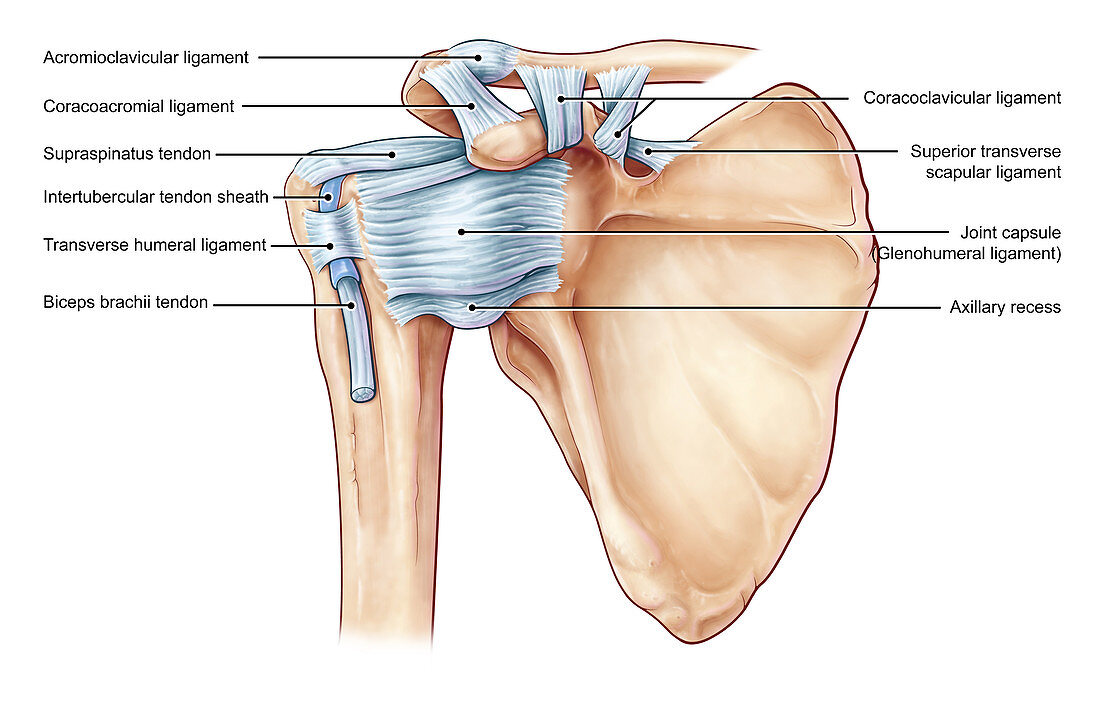 Shoulder Ligaments, illustration