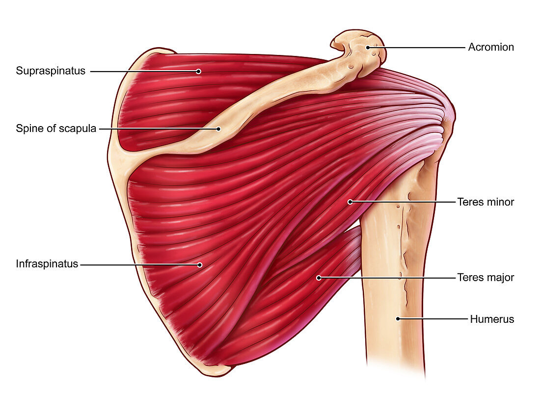 Shoulder Muscles, illustration