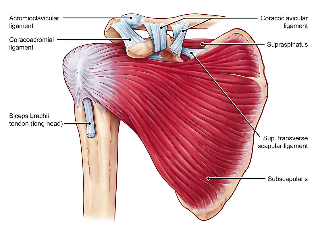 Shoulder Muscles, illustration