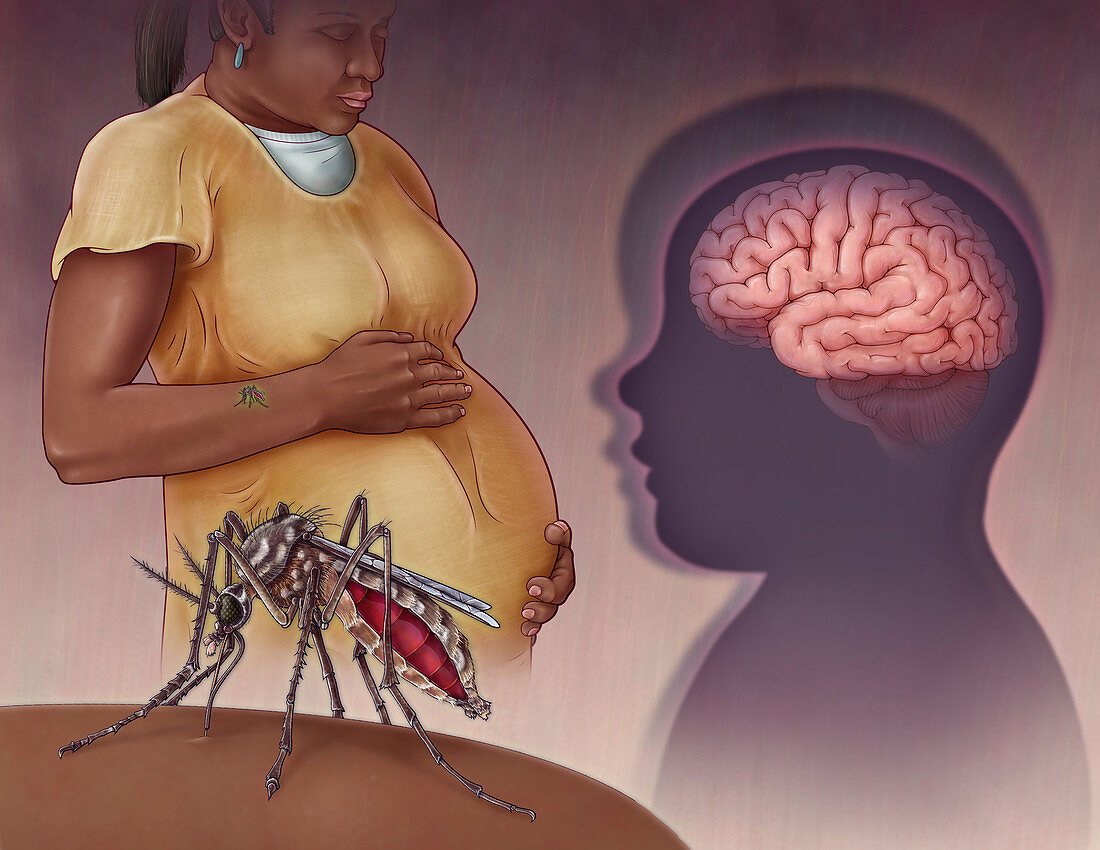 Zika Virus, illustration