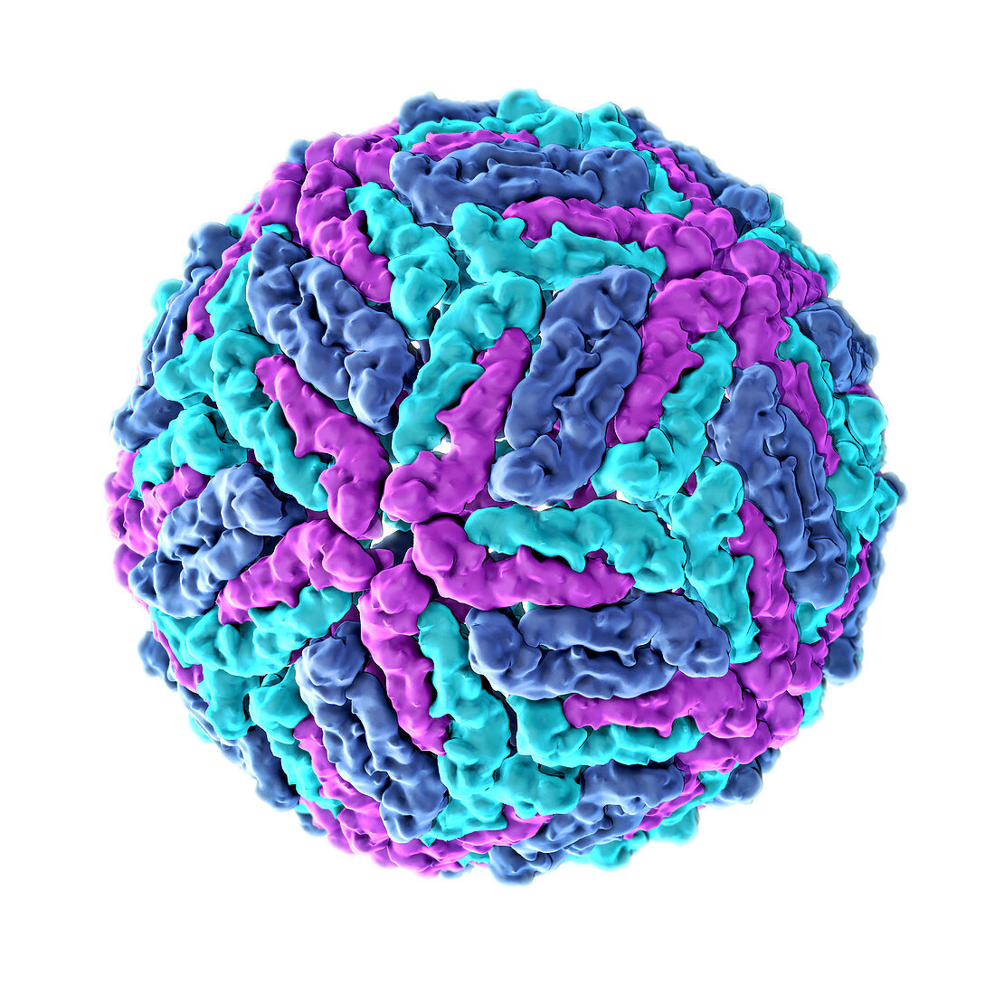 Zika virus, Molecular Model