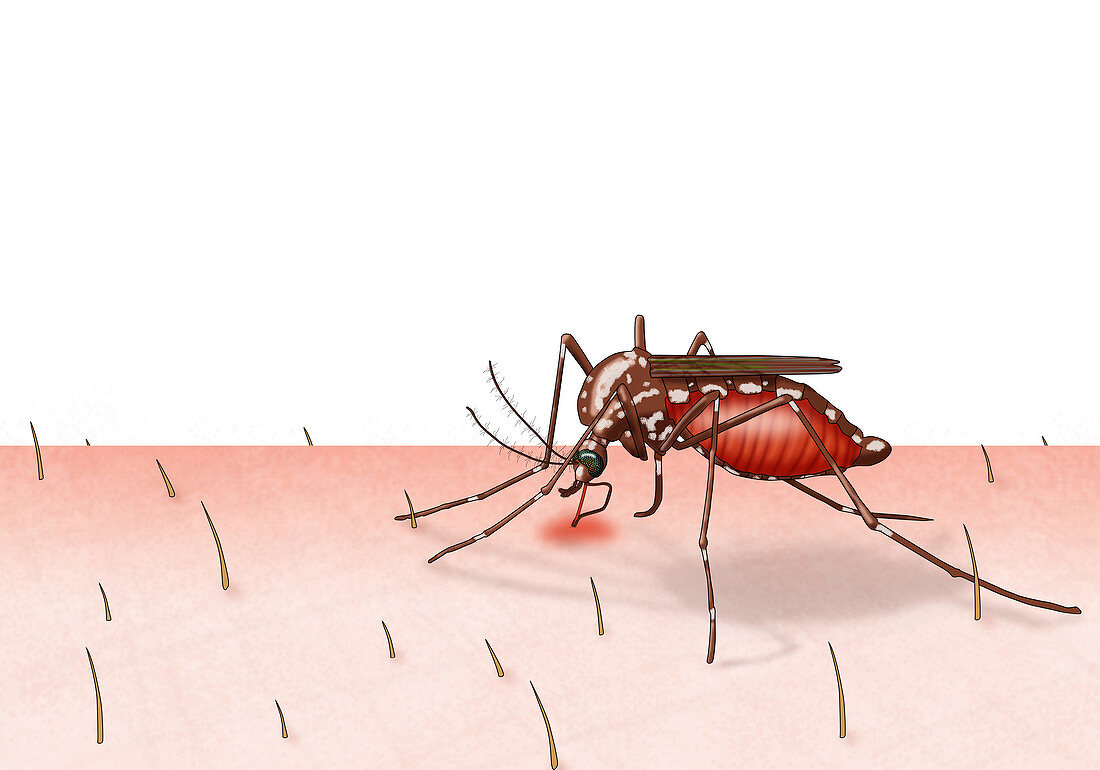 Mosquito Biting, Illustration