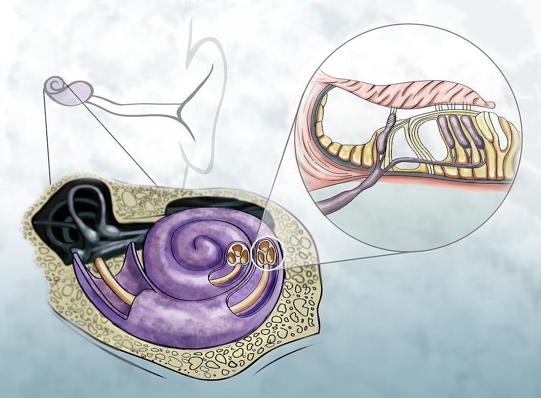 Auditory Hair Cells, Illustration