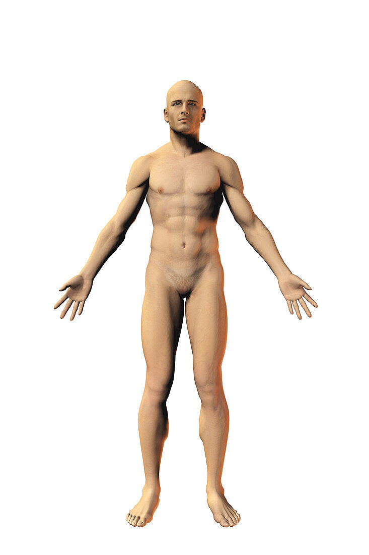 Human Male Figure, Illustration