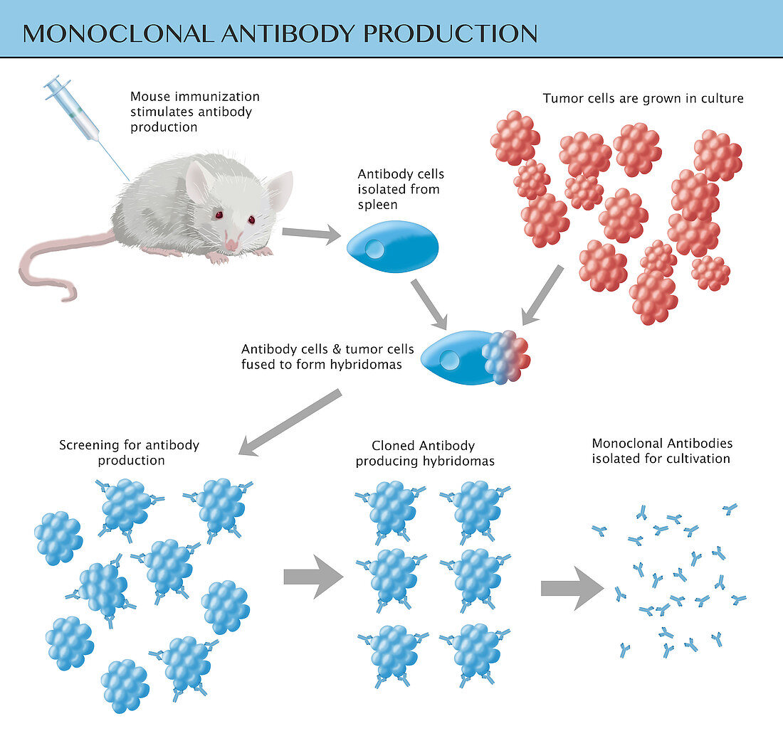Monoclonal Antibody Production, Illustration